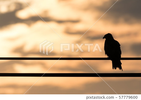 The Watcher The Watcher 57779600