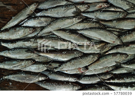 vendace fish at the fish market vendace fish at the fish market 57780039