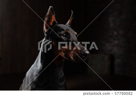 Doberman Pinscher against black background front Doberman Pinscher against black background front 57780082