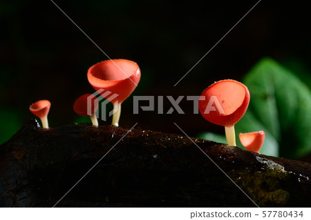 Fungi cup red Mushroom Champagne Cup or Pink burn Fungi cup red Mushroom Champagne Cup or Pink burn 57780434
