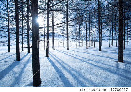 雪原的光 57780917