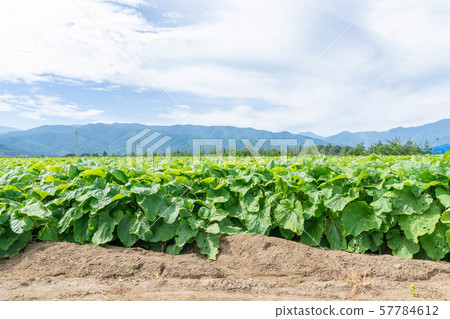 Burdock field in Yamagata village Burdock field in Yamagata village 57784612