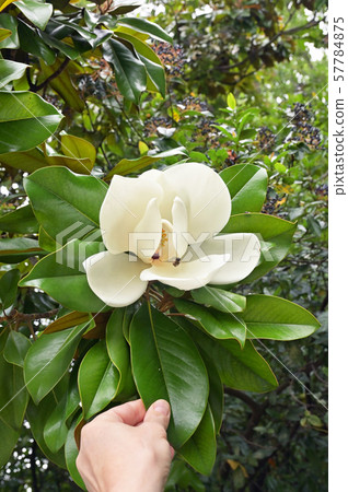 Beautiful white flower of the Magnolia Grandiflora 57784875