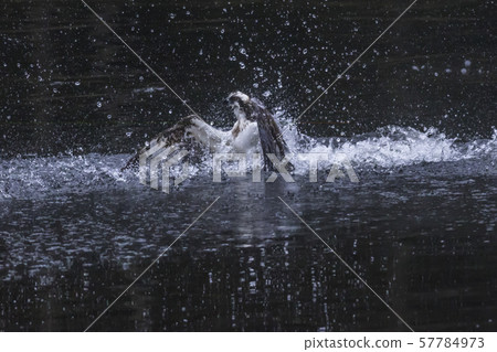 Osprey (Pandion haliaetus) 57784973