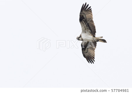 Osprey (Pandion haliaetus) Osprey (Pandion haliaetus) 57784981