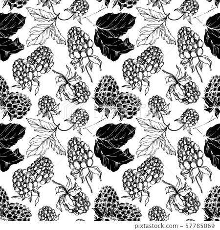 Vector Blackberry healthy food. Black and white engraved ink art. Seamless background pattern. 57785069
