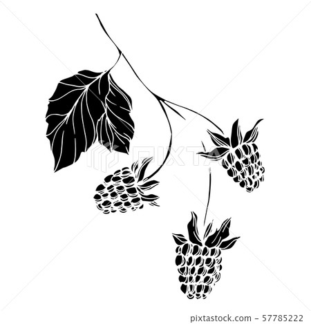 Vector Blackberry healthy food. Black and white engraved ink art. Isolated berry illustration Vector Blackberry healthy food. Black and white engraved ink art. Isolated berry illustration 57785222