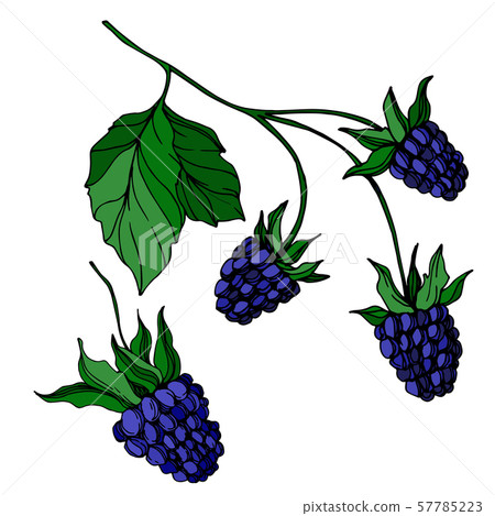 Vector Blackberry healthy food. Black and white engraved ink art. Isolated berry illustration Vector Blackberry healthy food. Black and white engraved ink art. Isolated berry illustration 57785223