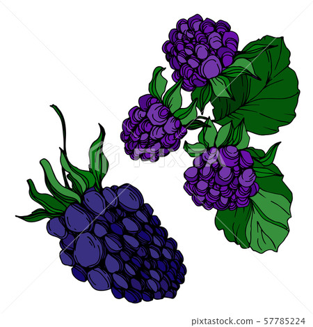 Vector Blackberry healthy food. Black and white engraved ink art. Isolated berry illustration Vector Blackberry healthy food. Black and white engraved ink art. Isolated berry illustration 57785224