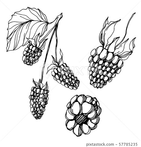 Vector Blackberry healthy food. Black and white engraved ink art. Isolated berry illustration Vector Blackberry healthy food. Black and white engraved ink art. Isolated berry illustration 57785235