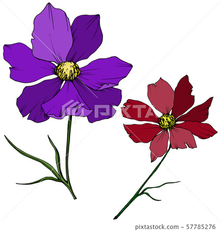 Vector Cosmos floral botanical flowers. Black and white engraved ink art. Isolated cosmea Vector Cosmos floral botanical flowers. Black and white engraved ink art. Isolated cosmea 57785276