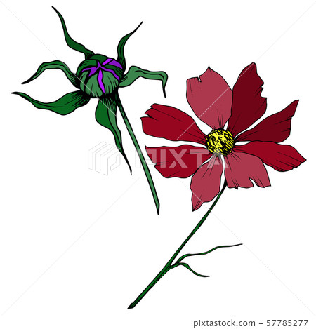 Vector Cosmos floral botanical flowers. Black and white engraved ink art. Isolated cosmea 57785277