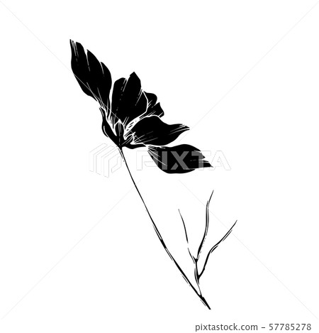 Vector Cosmos floral botanical flowers. Black and white engraved ink art. Isolated cosmea 57785278