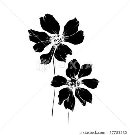 Vector Cosmos floral botanical flowers. Black and white engraved ink art. Isolated cosmea 57785280