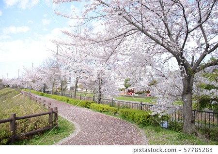 排櫻桃樹 57785283