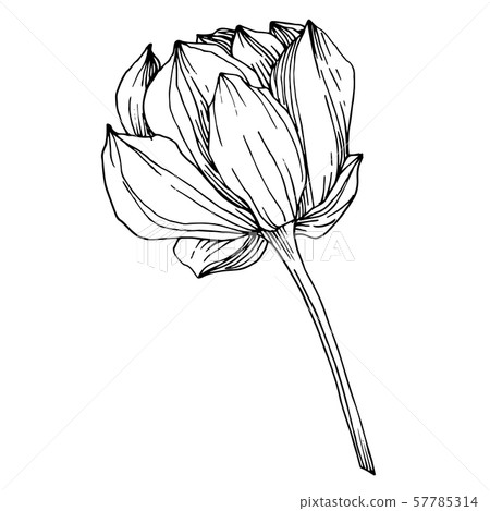 Vector Lotus floral botanical flower. Black and white engraved ink art. Isolated lotus illustration 57785314