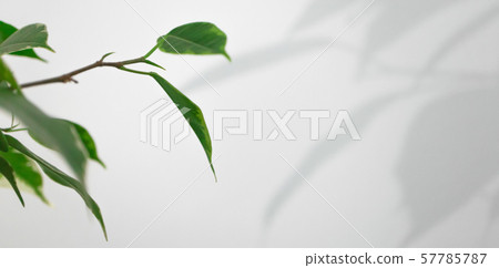 Ficus leaves and shadow on a white background, 57785787