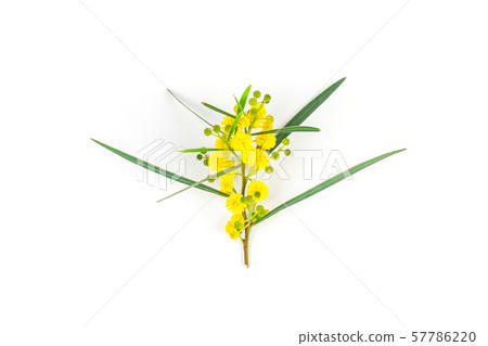 Acacia pycnantha isolated on white background 57786220