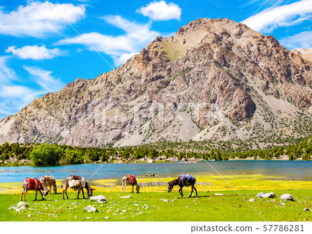 Donkeys graze near the mountain lake in Fann mountains 57786281