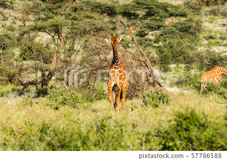 Giraffe crossing the trail in Samburu Park Giraffe crossing the trail in Samburu Park 57786588