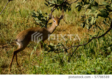 Dik dik in the savannah of Samburu Park 57786589