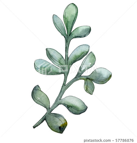 Succulent floral botanical flower. Watercolor background illustration set. Isolated succulents 57786876