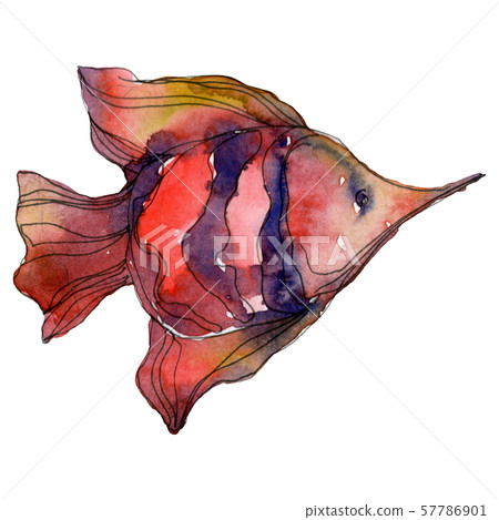 Red aquatic underwater colorful tropical fish set. Watercolor background set. Isolated fish 57786901