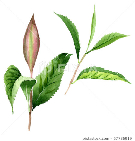Green tea leaves. Watercolor background illustration set. Isolated leaf illustration element. Green tea leaves. Watercolor background illustration set. Isolated leaf illustration element. 57786919