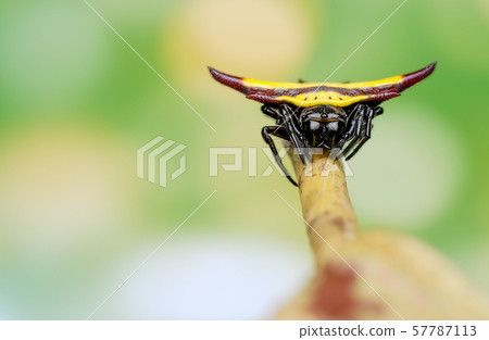 Spiny orb weaver with yellow color on the back stay on branch of leaf Spiny orb weaver with yellow color on the back stay on branch of leaf 57787113