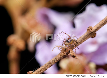 Small spider trap some insect victim with purple color of flower 57787117
