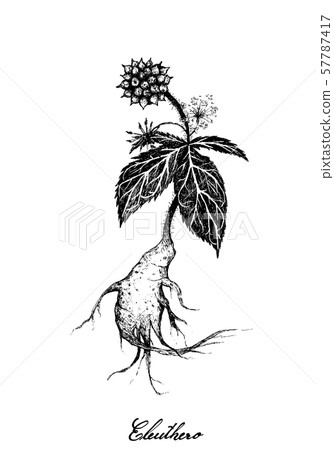 Hand Drawn of Eleuthero or Siberian Ginseng Hand Drawn of Eleuthero or Siberian Ginseng 57787417
