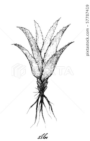 Hand Drawn of Fresh Aloe Vera Plants 57787419