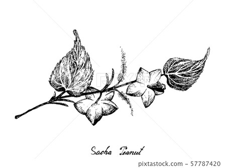 Hand Drawn of Sacha Peanuts on White Background 57787420