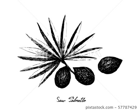 Hand Drawn of Saw Palmetto Berries with Leaf 57787429