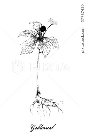 Hand Drawn of Hydrastis Canadensis or Goldenseal Hand Drawn of Hydrastis Canadensis or Goldenseal 57787430