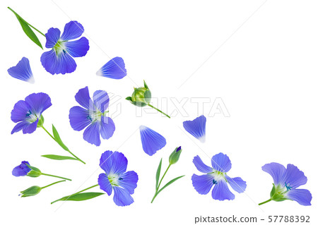 flax flowers or Linum usitatissimum on a white background with copy space for your text. Top view flax flowers or Linum usitatissimum on a white background with copy space for your text. Top view 57788392