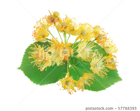 Linden flowers with leaf isolated on white background Linden flowers with leaf isolated on white background 57788393