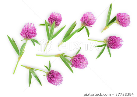 Clover or trefoil flower medicinal herbs isolated on white background. Top view. Flat lay 57788394
