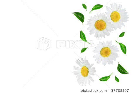 one chamomile or daisies with leaves isolated on white background with copy space for your text one chamomile or daisies with leaves isolated on white background with copy space for your text 57788397