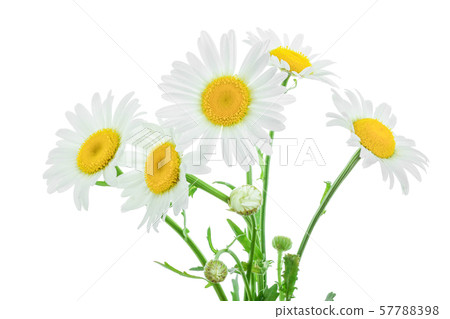 one chamomile or daisies with leaves isolated on white background 57788398