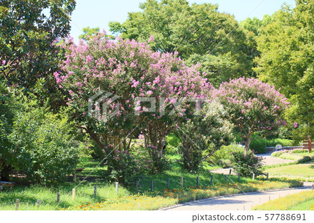 Flower of crape mybs Flower of crape mybs 57788691