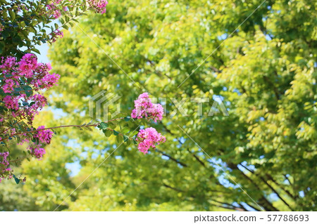Flower of crape mybs Flower of crape mybs 57788693