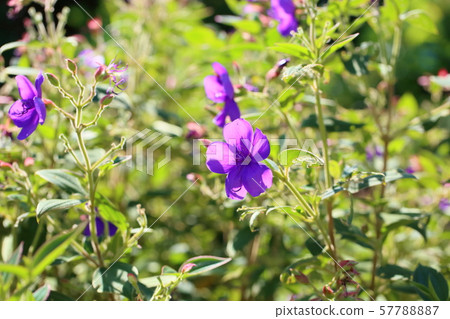 Sicono Buttan Flower 57788887