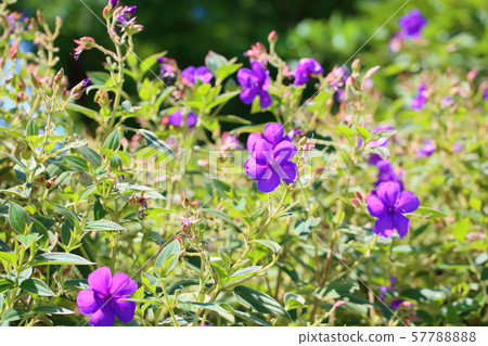 Sicono Buttan Flower Sicono Buttan Flower 57788888