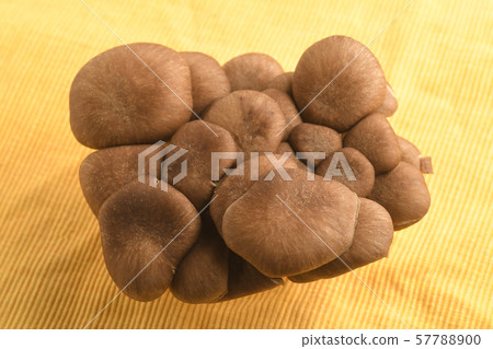 大理石牡蠣蘑菇秋天的味道 57788900