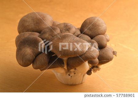 大理石牡蠣蘑菇秋天的味道 大理石牡蠣蘑菇秋天的味道 57788901