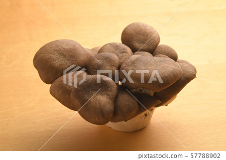大理石牡蠣蘑菇秋天的味道 大理石牡蠣蘑菇秋天的味道 57788902