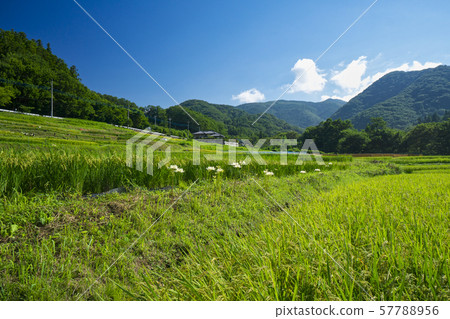 白色念珠綻放的Terasaka水稻梯田 白色念珠綻放的Terasaka水稻梯田 57788956