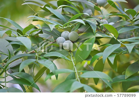 納吉果白色粉末 57789099