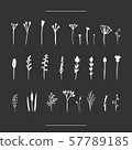 Isolated hand-drawn herbal set on chalk board 57789185